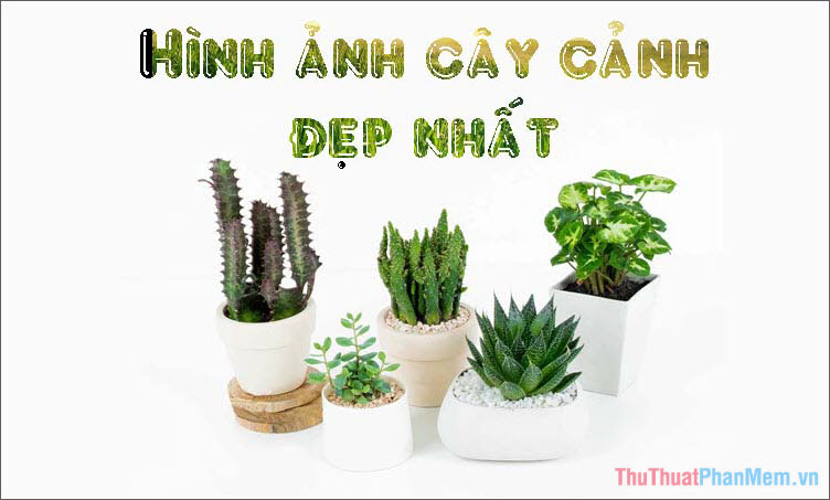 ảnh cây cảnh