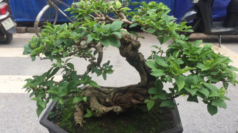 Các thế cây cảnh bonsai