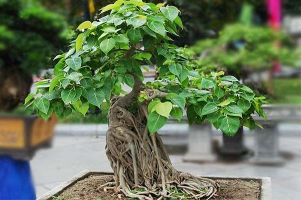 Cây cảnh bon sai đẹp