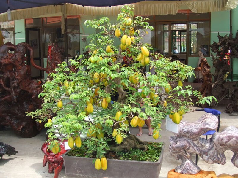 Cây cảnh bonsai đẹp