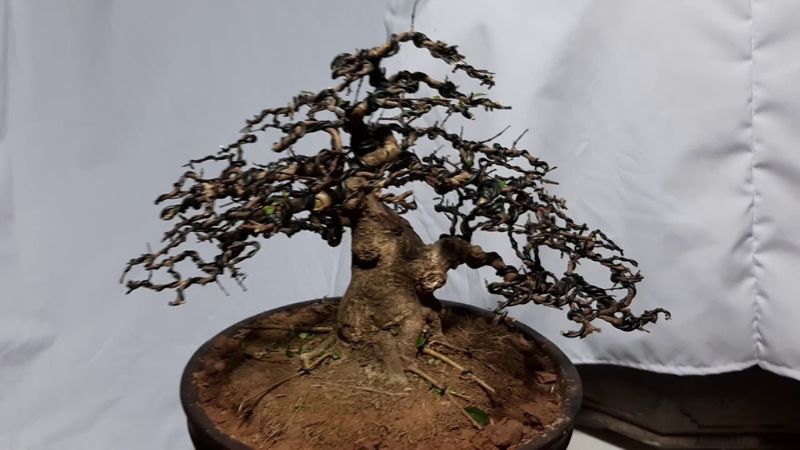 Cây cảnh bonsai mini đẹp