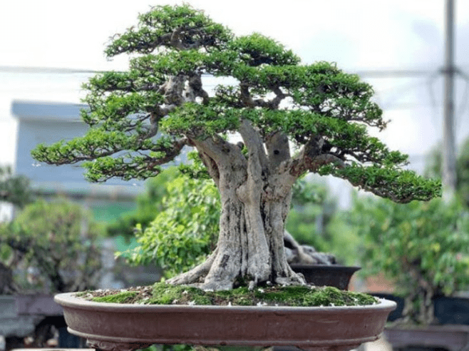 Cây cảnh bonsai