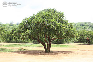 Cây cảnh cần thăng