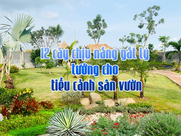 Cây cảnh chịu nắng gắt