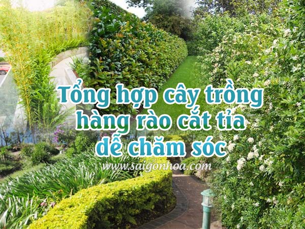 Cây cảnh hàng rào