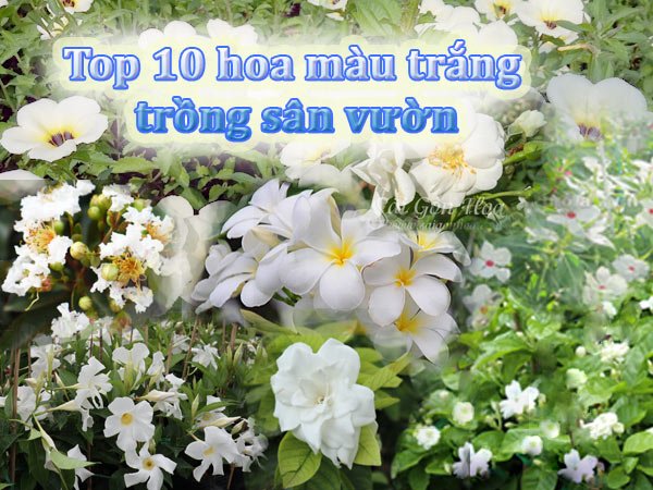 Cây cảnh hoa trắng