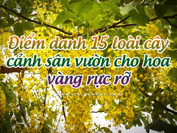 Cây cảnh hoa vàng