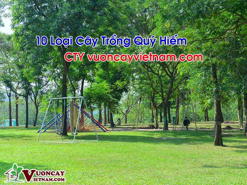 Cây cảnh quý hiếm