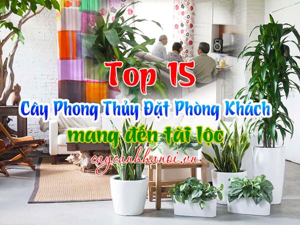 Cây cảnh trong phòng khách