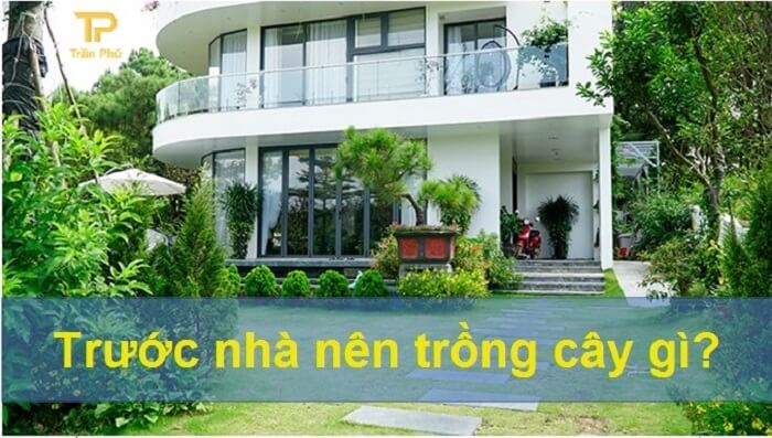 Cây cảnh trước nhà