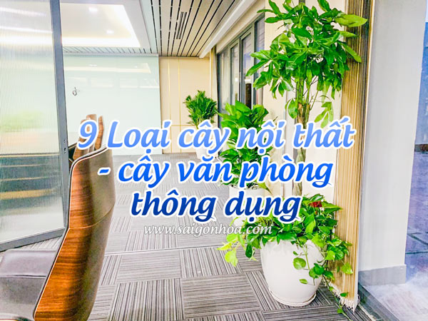 Cây nội thất văn phòng