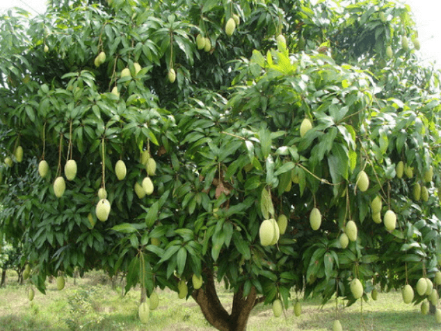 Cây xoài cảnh