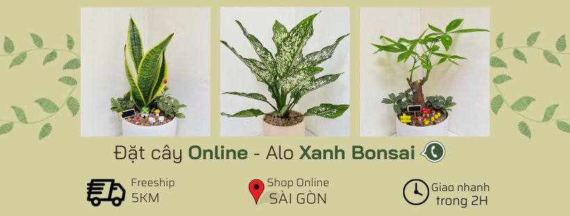 Chậu cây cảnh mini để bàn