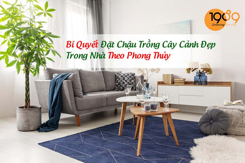 Chậu cây cảnh trong nhà