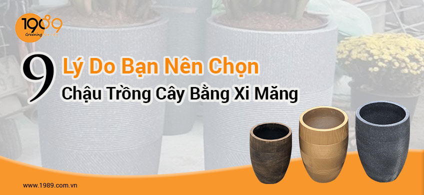 Chậu xi măng trồng cây