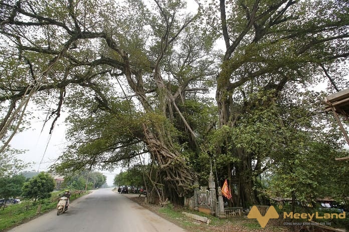 Có nên chơi cây đa cảnh