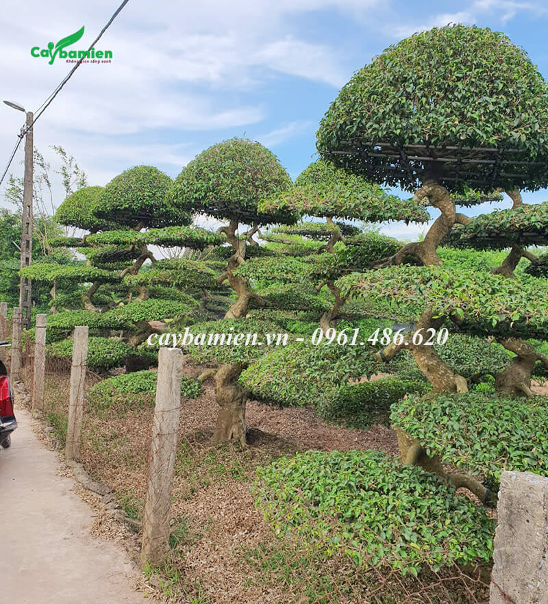 Giá cây sanh cảnh hiện nay