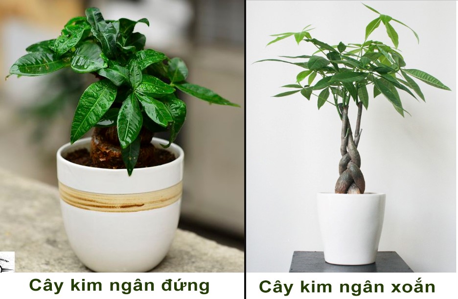 Mini cây cảnh để bàn