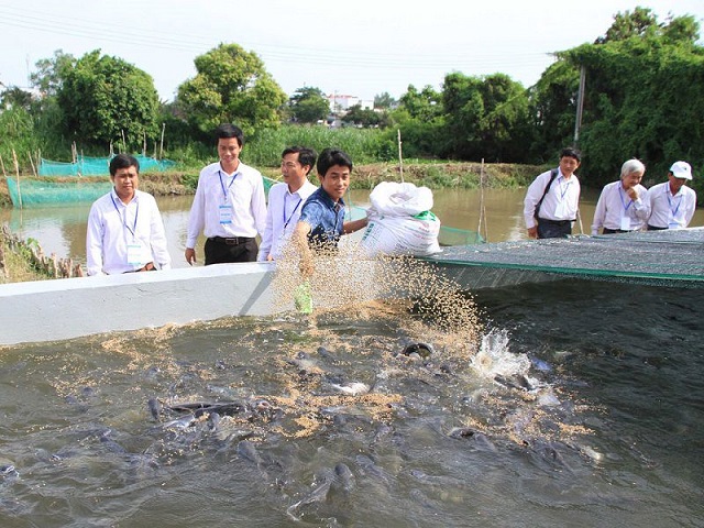 Nuôi cá trong bể xi măng theo công nghệ mới