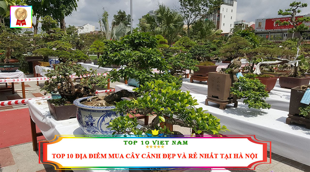 Shop cây cảnh hà nội