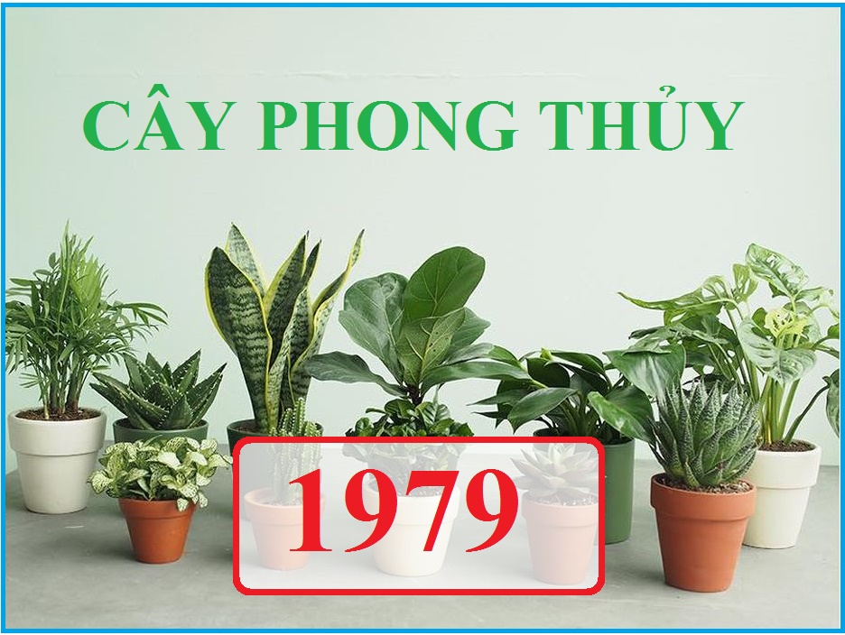 Sinh năm 1979 hợp cây cảnh gì