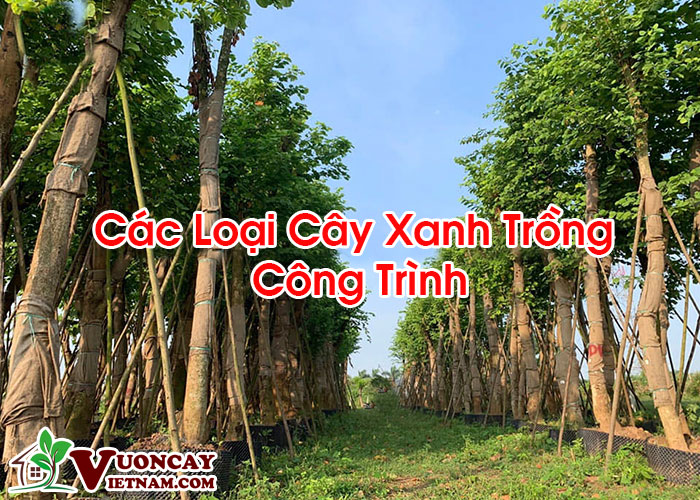 Thu mua cây cảnh