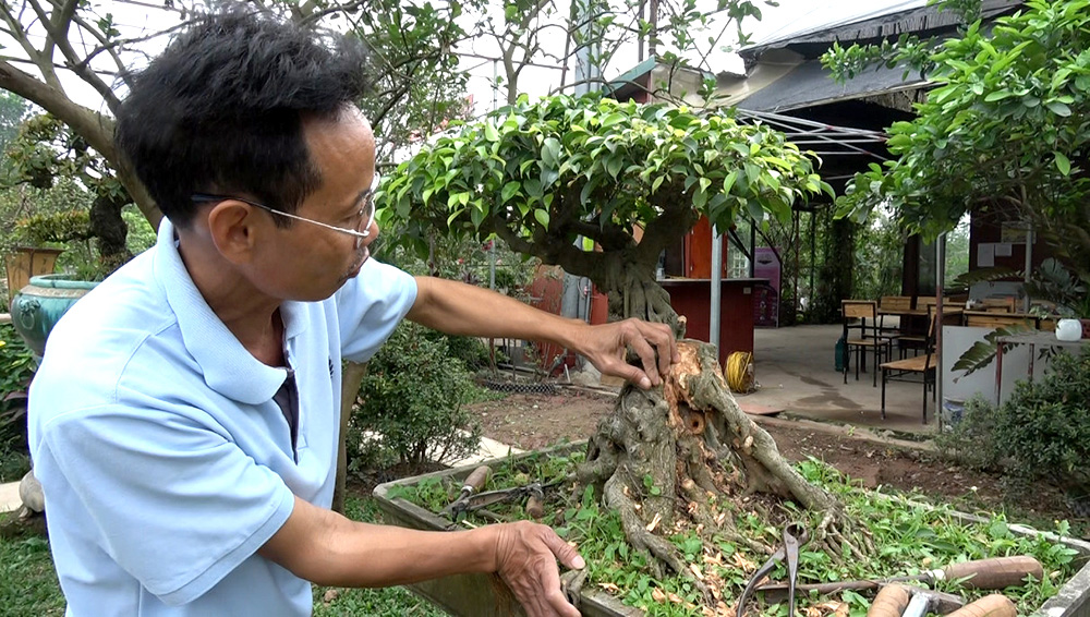 Tỉa cây cảnh