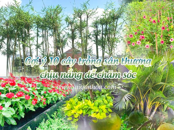 Trồng cây cảnh trên sân thượng